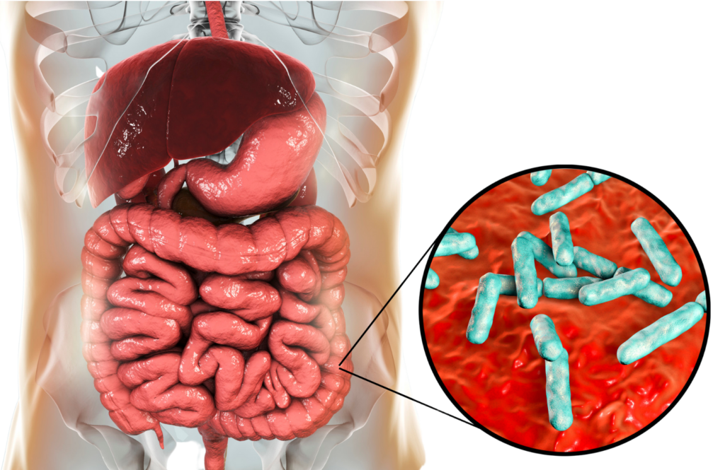 3D illustration of human torso showing the liver, stomach, and intestines, with a cut-out showing gut bacteria