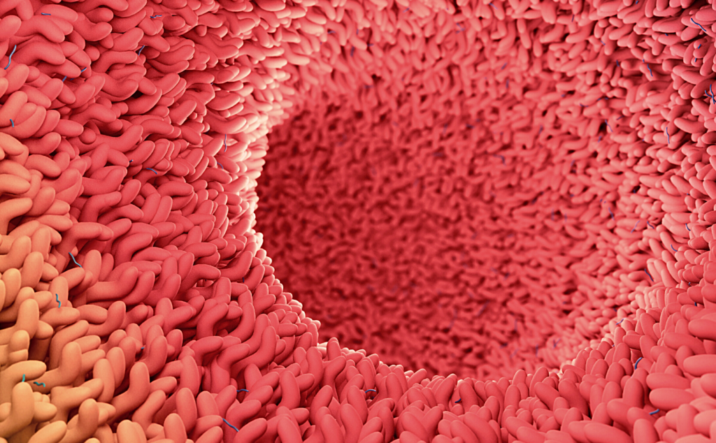 microscopic 3D illustration of human the villi of the gut